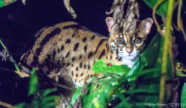 ... Hong Kong used to be home to wild tigers?